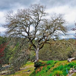 tree in the woods