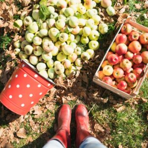 apple picking
