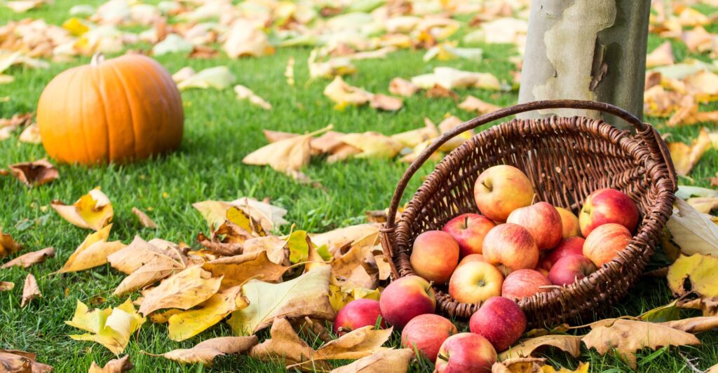 apples in a basket