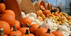 pumpkins in baskets