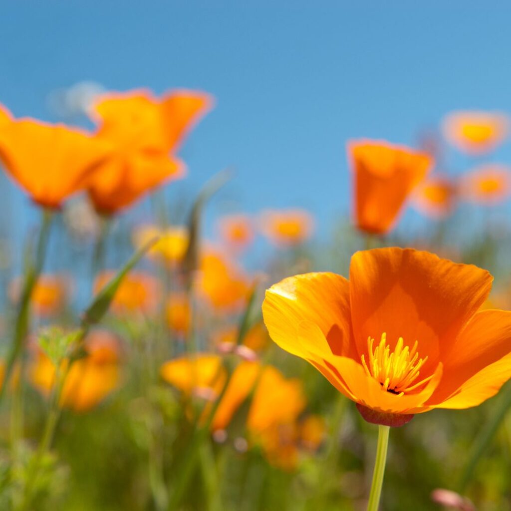 Golden California Poppies