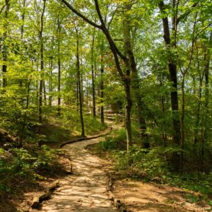 Beautiful hiking trail in the forest.