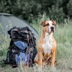 dog outside with hiking bag