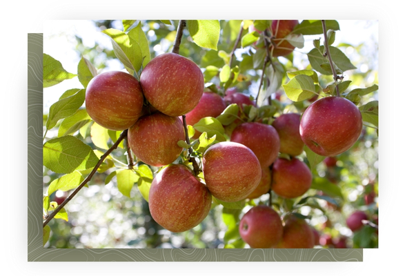 apple tree