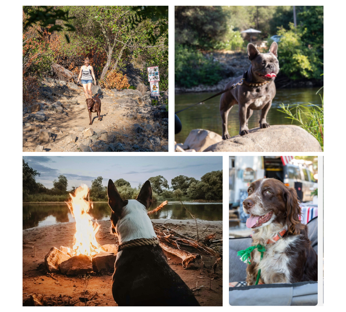 camping with dogs at coloma resorts collage image