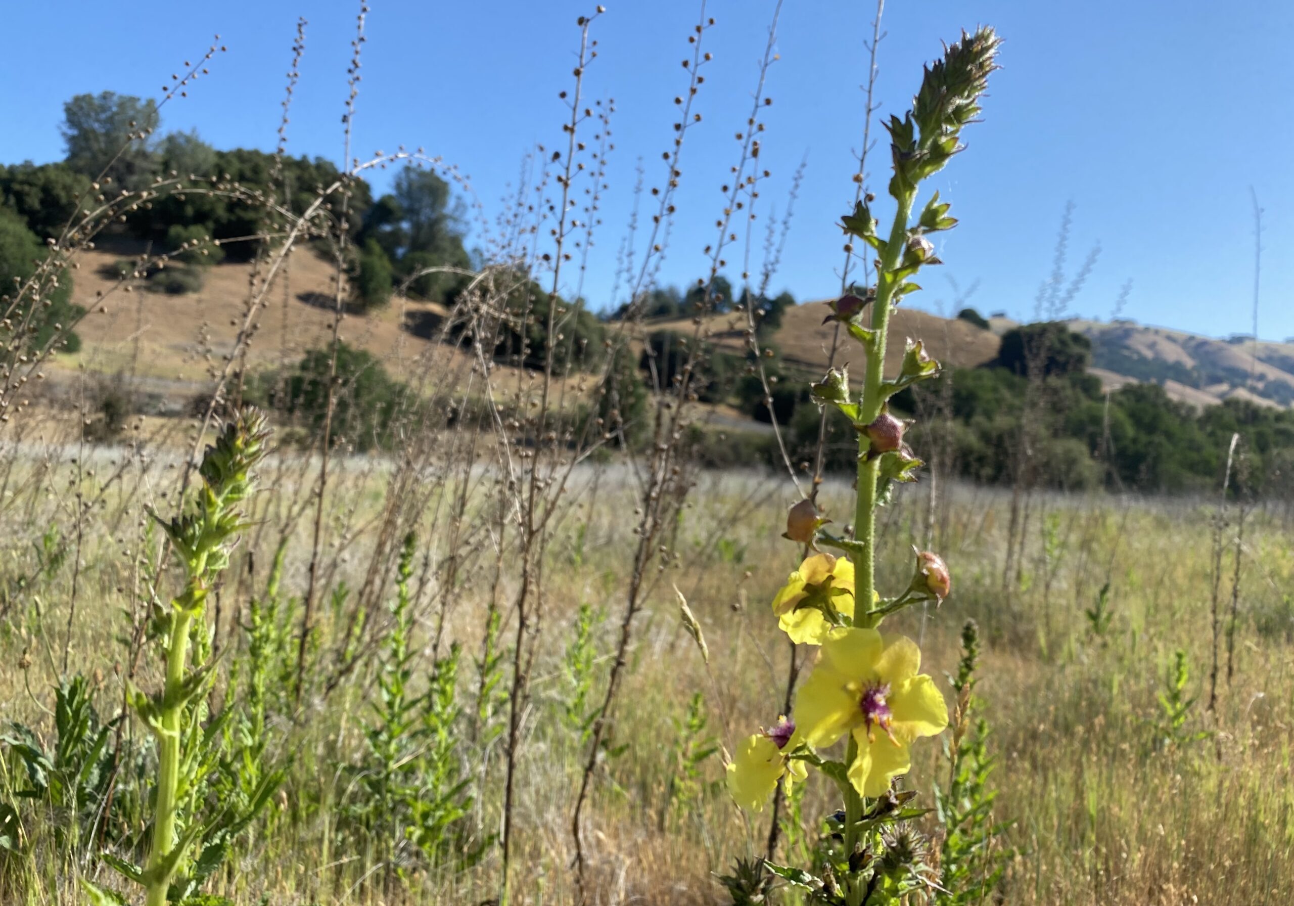 yellow flower on hiking trail near coloma resort
